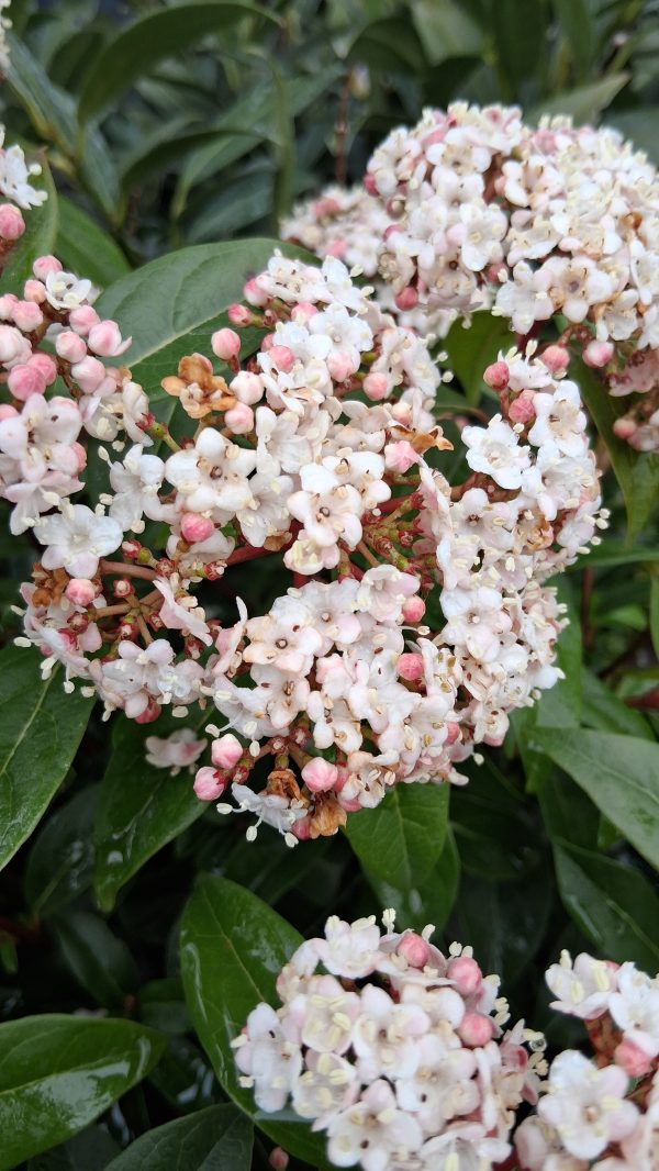 Viburnum tinus 'Eve Price' - Örökzöld bangita - Image 5
