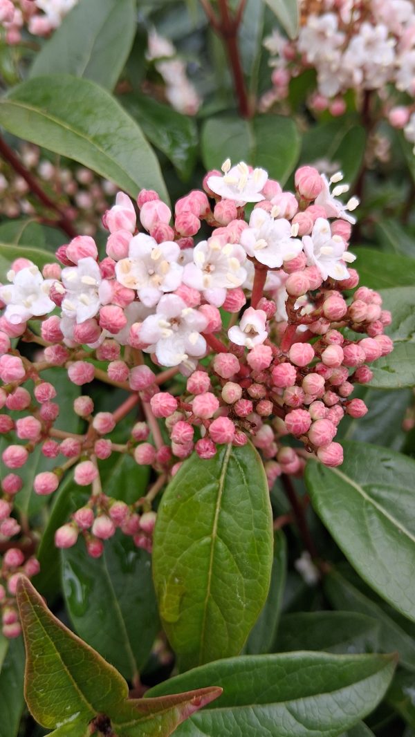 Viburnum tinus 'Eve Price' - Örökzöld bangita - Image 6