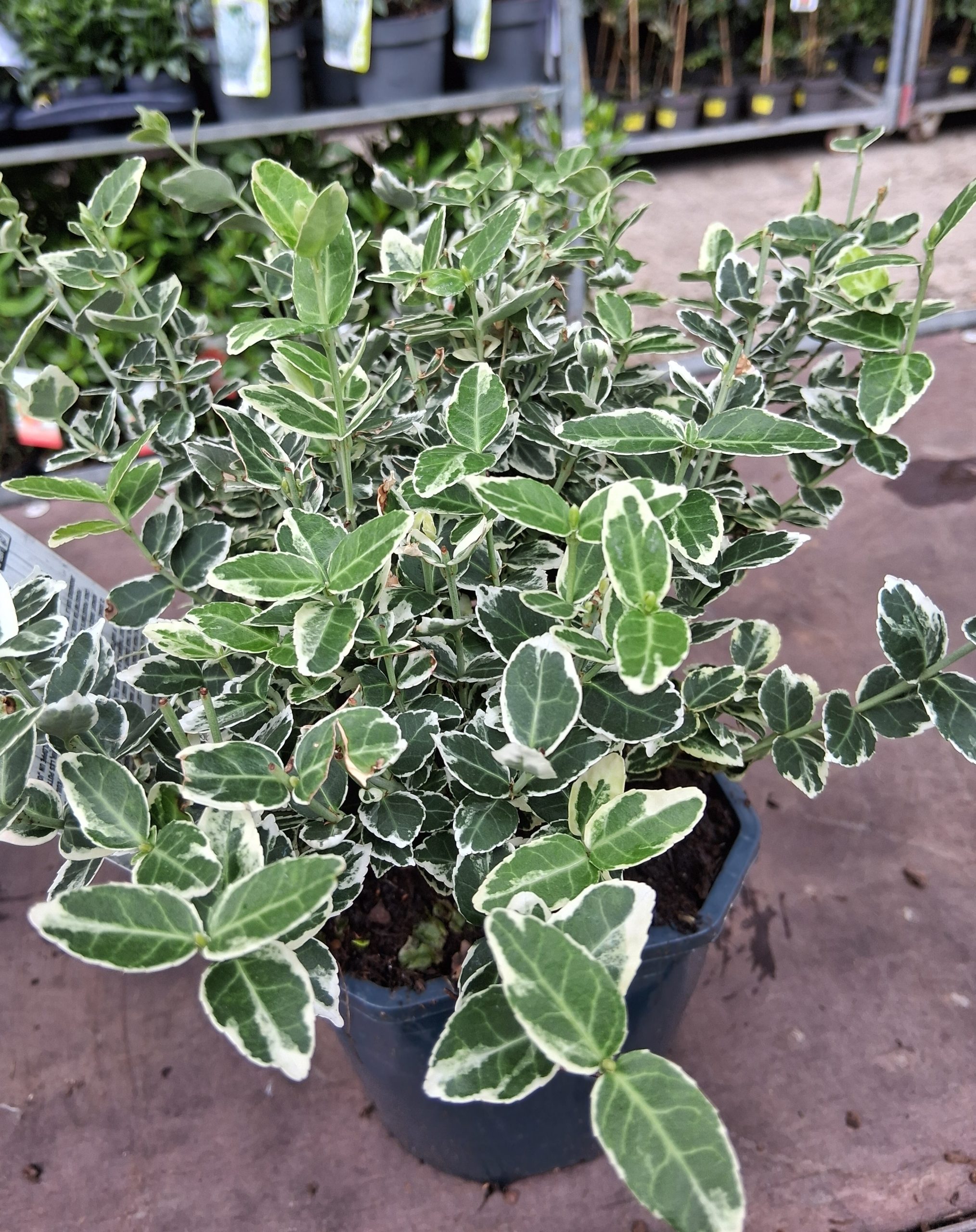 Euonymus fort. 'Emerald'n Gaiety' - Kúszó kecskerágó