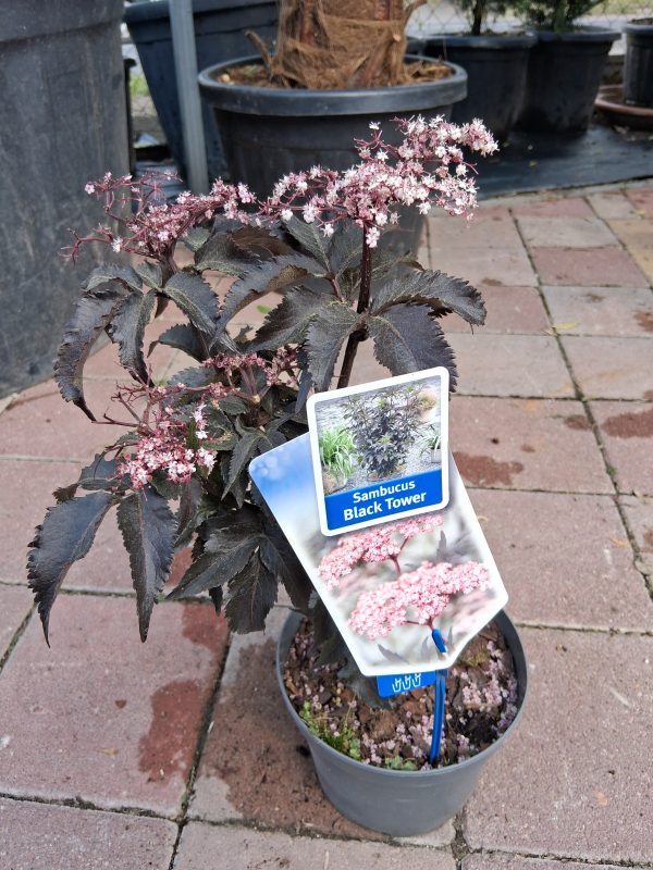 Sambucus nigra 'Black Tower' - Oszlopos bordó levelű bodza - Image 3