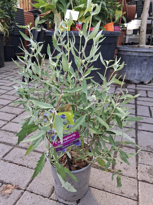 Caryopteris clandonensis  'Heavenly Blue' - Angol kékszakáll - Image 6