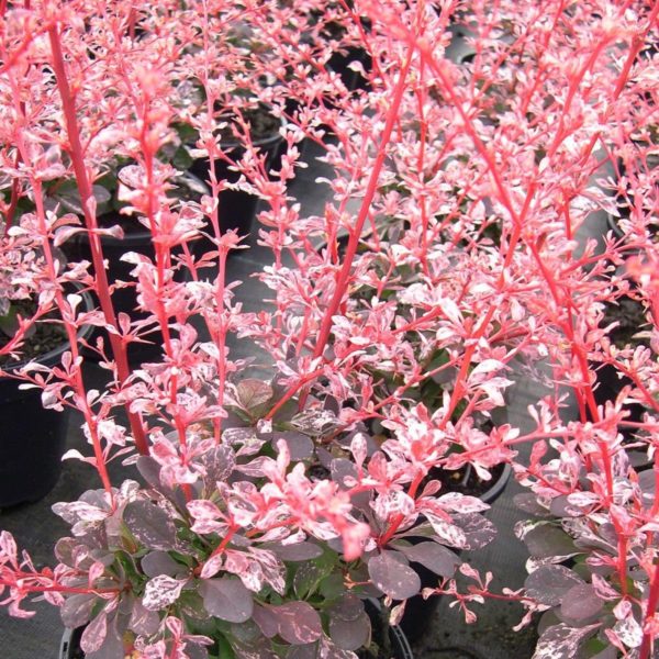Berberis thunbergii 'Harlequin',Borbolya - Image 3