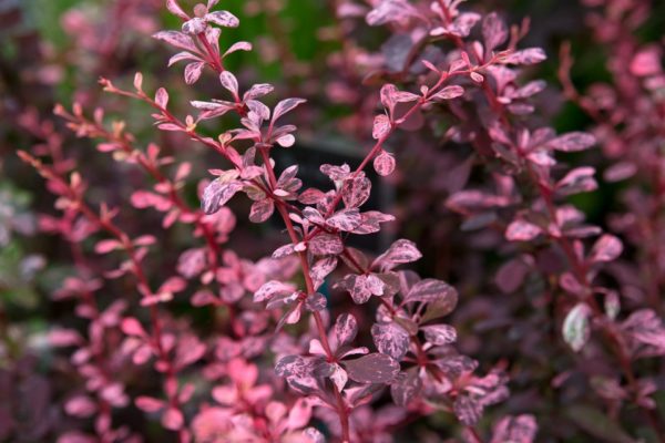Berberis thunbergii 'Harlequin',Borbolya - Image 4