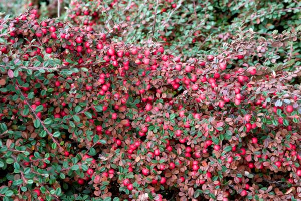 Cotoneaster dammeri 'Eichholz', Madárbirs