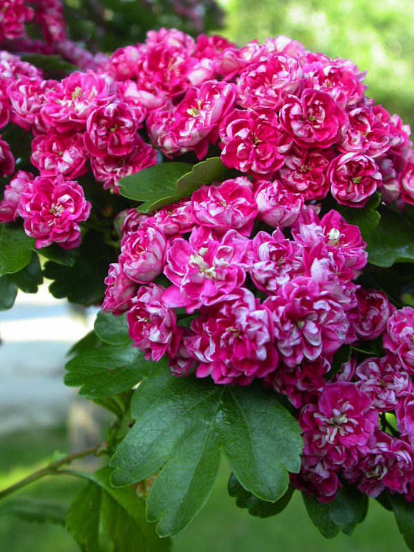 Crataegus laevigata 'Paul's Scarlet Hamlet' - Piros virágú galagonya