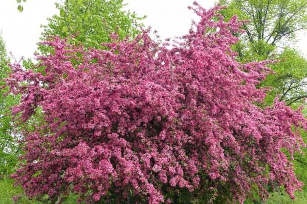 Crataegus 'Paul's Scarlet Hamlet' - Piros virágú galagonya - Image 3