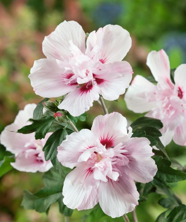 Hibiscus syriacus ’Lady Stanley’ , Mályvacserje