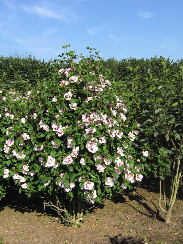 Hibiscus syriacus ’Lady Stanley’ , Mályvacserje - Image 4