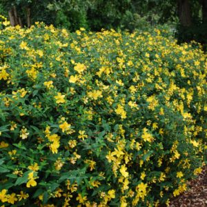Hypericum 'Hidcote' - Orbáncfű