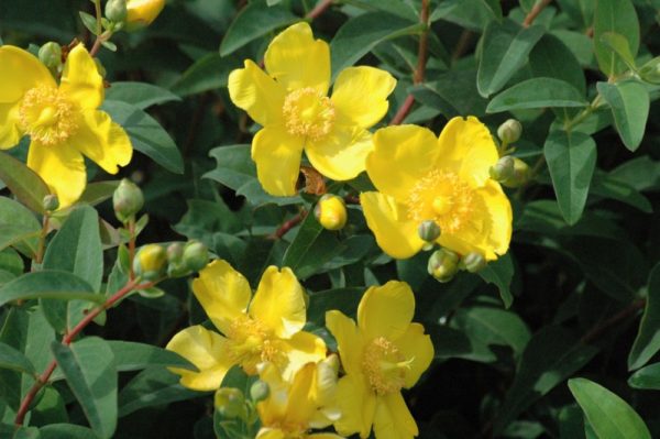 Hypericum  'Hidcote' - Orbáncfű - Image 2
