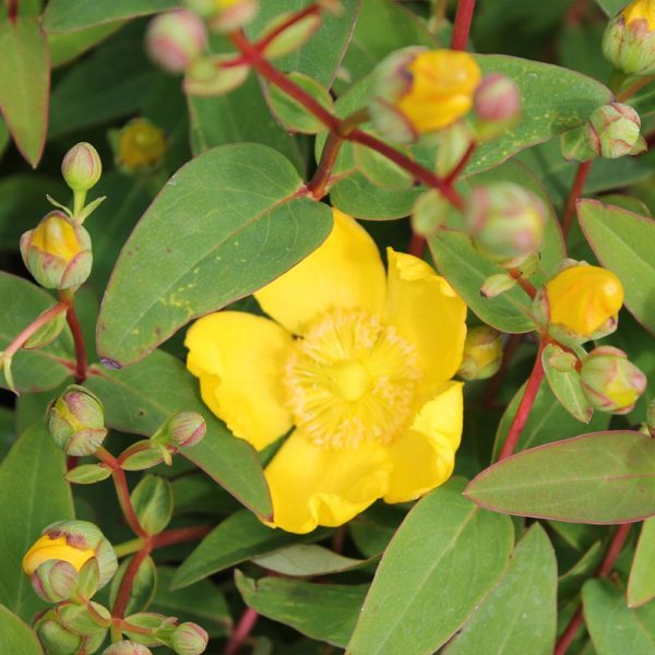 Hypericum  'Hidcote' - Orbáncfű - Image 4