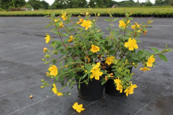 Hypericum  'Hidcote' - Orbáncfű - Image 5