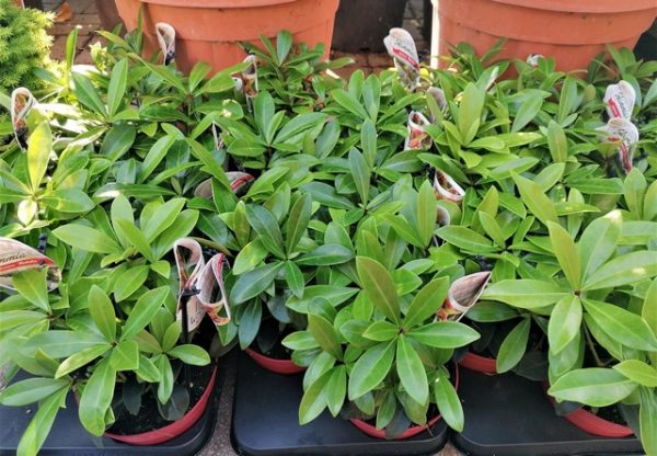 Skimmia japonica 'Rubella' , Japán dérbabér - Image 8