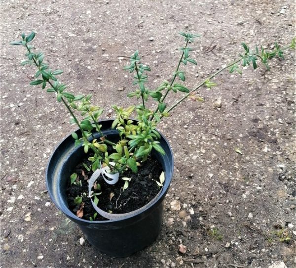 Jasminum nudiflorum , Téli jázmin - Image 9