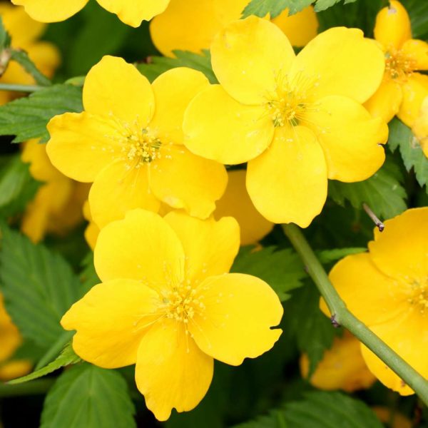 Kerria japonica 'Golden Guinea' , Szimpla virágú boglárka cserje - Image 4