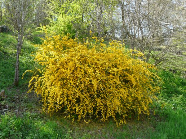 Kerria japonica 'Pleniflora' , Telt virágú boglárka cserje - Image 3