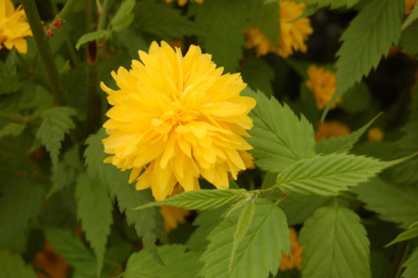 Kerria japonica 'Pleniflora' , Telt virágú boglárka cserje