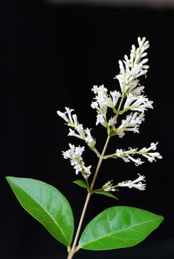 Ligustrum ovalifolium , Széles levelű fagyal - Image 5