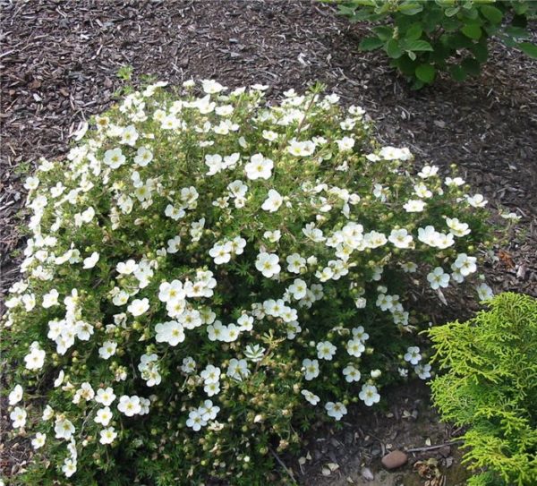 Potentilla fructicosa 'Abbotswood' , Cserjés pimpó fehér virágú - Image 3