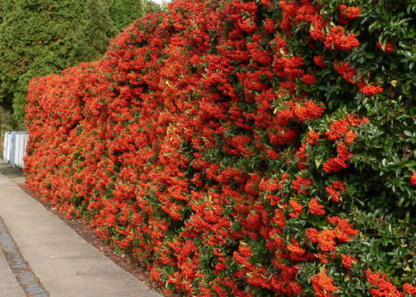 Pyracantha 'Mohave' , Tűztövis piros bogyós