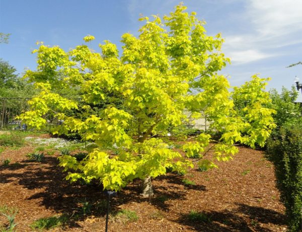 Acer negundo 'Kelly's Gold' , Aranysárga levelű zöld juhar - Image 5