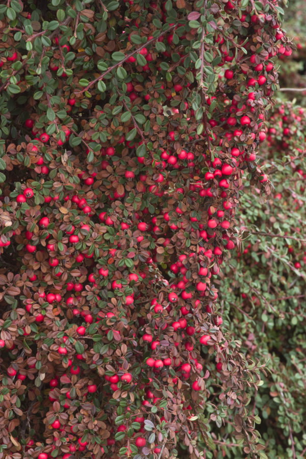 Cotoneaster dammeri 'Eichholz', Madárbirs - Image 5