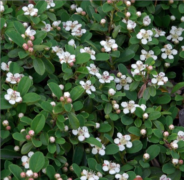 Cotoneaster procumbens 'Queen Of Carpets' , Madárbirs - Image 2