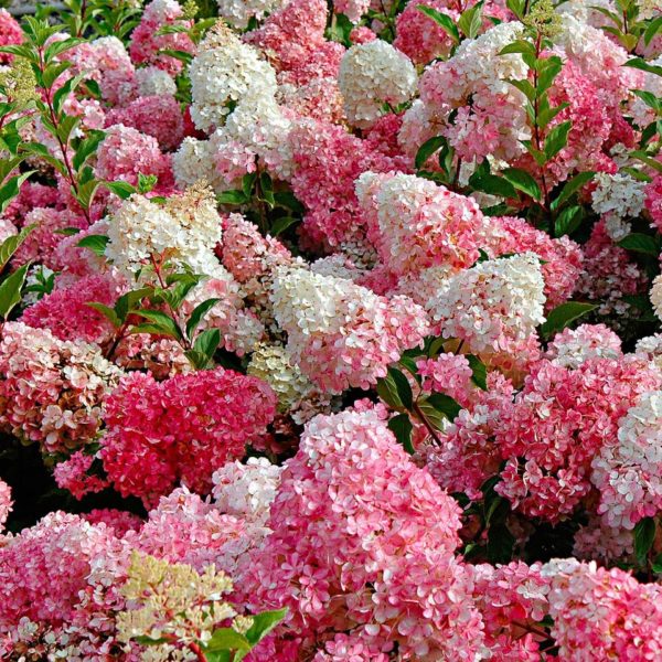 Hydrangea paniculata 'Sunday Fraise', rózsaszín bugás hortenzia - Image 2