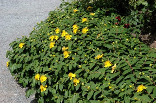 Hypericum calycinum , Örökzöld orbáncfű - Image 3