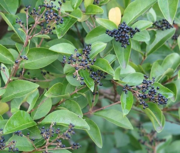 Ligustrum ovalifolium , Széles levelű fagyal - Image 3