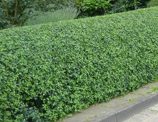 Ligustrum ovalifolium , Széles levelű fagyal - Image 2