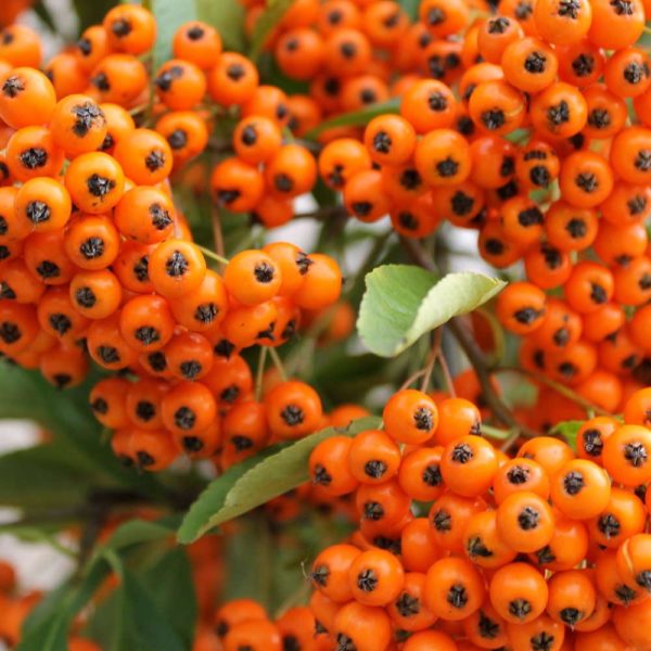 Pyracantha 'Orange Glow' , Tűztövis narancssárga bogyós