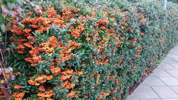Pyracantha 'Orange Glow' , Tűztövis narancssárga bogyós - Image 3