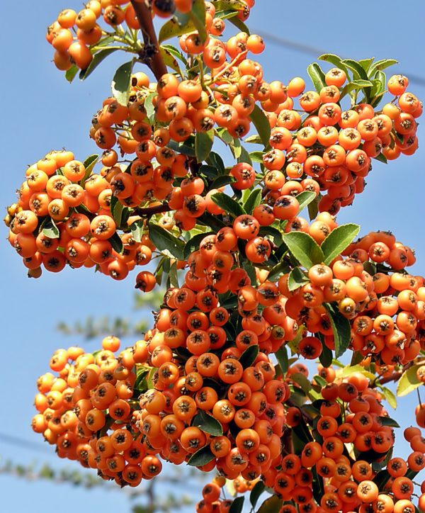 Pyracantha 'Teton' , Tűztövis narancssárga bogyós - Image 4
