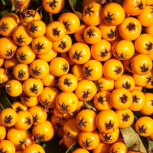 Pyracantha 'Teton' , Tűztövis narancssárga bogyós