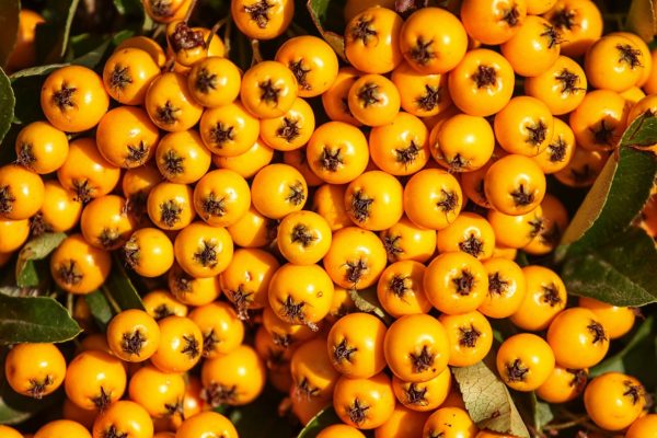 Pyracantha 'Teton' , Tűztövis narancssárga bogyós