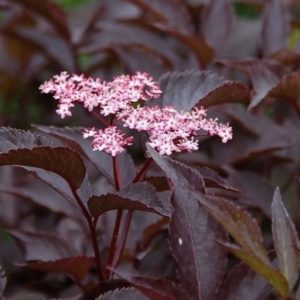 Sambucus nigra 'Black Tower' - Oszlopos bordó levelű bodza