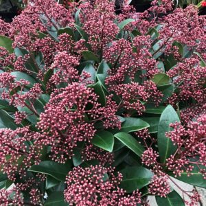 Skimmia japonica 'Rubella' , Japán dérbabér