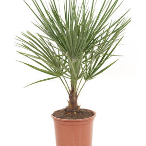Chamaerops humilis – Törpe kenderpálma