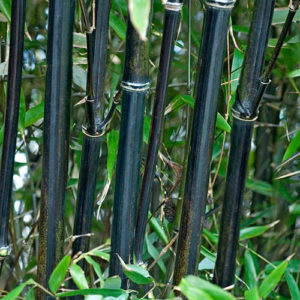 Phyllostachys nigra - Fekete bambusz