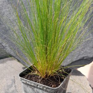 Stipa tenuissima - Árvalányhaj