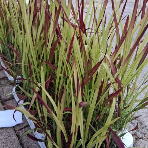 Imperata cylindrica 'Red Baron' - Japán vérfű