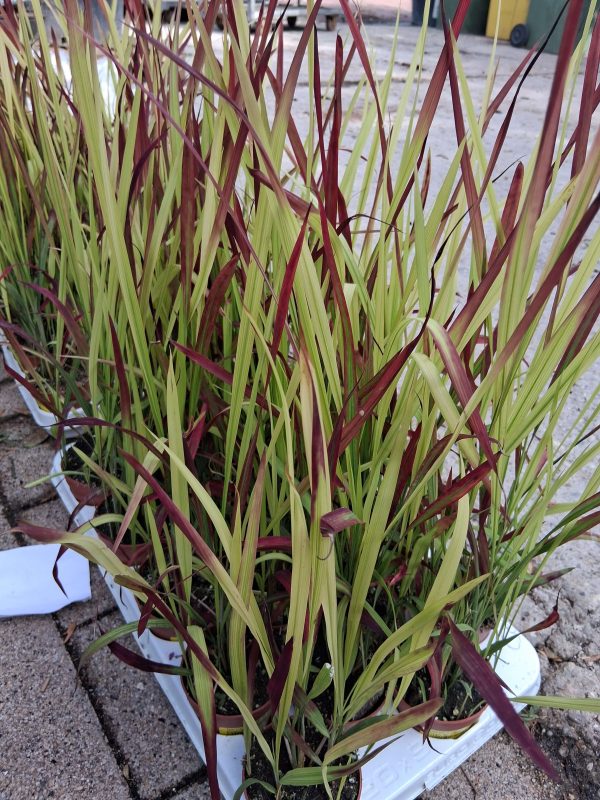 Imperata cylindrica 'Red Baron' - Japán vérfű
