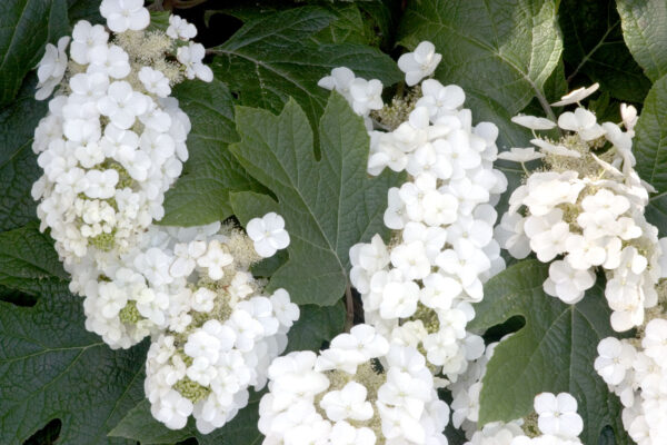 Hydrangea quercifolia 'Alice' - Tölgylevelű hortenzia - Image 2