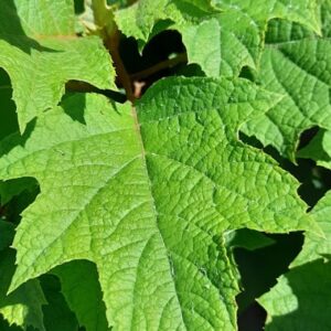Hydrangea quercifolia 'Alice' - Tölgylevelű hortenzia