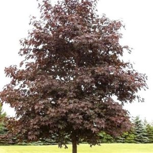 Acer platanoides 'Crimson King' - Vérjuhar