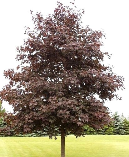 Acer platanoides 'Crimson King' - Vérjuhar