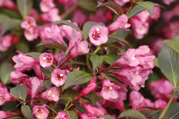 Weigela florida 'Purpurea nana' , Törpe vörös levelű rózsalonc