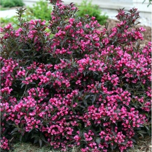 Weigela florida 'Purpurea nana' , Törpe vörös levelű rózsalonc - Image 3