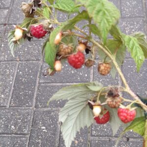 Rubus idaeus 'Malling Promise’ , Málna
